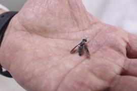 В ОАЭ используют мух для производства биотоплива