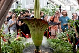 Тысячи людей спешат понюхать «трупный» цветок в Сиднее впервые за 15 лет