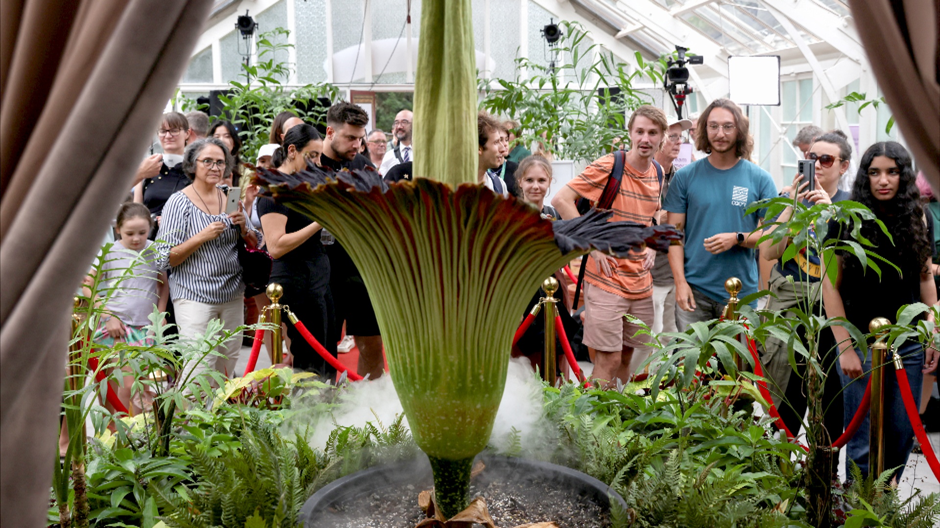 Тысячи людей спешат понюхать «трупный» цветок в Сиднее впервые за 15 лет Тысячи людей спешат понюхать «трупный» цветок в Сиднее впервые за 15 лет