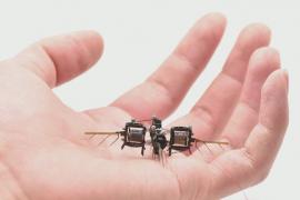 Роботы-насекомые помогут опылять растения на фермах