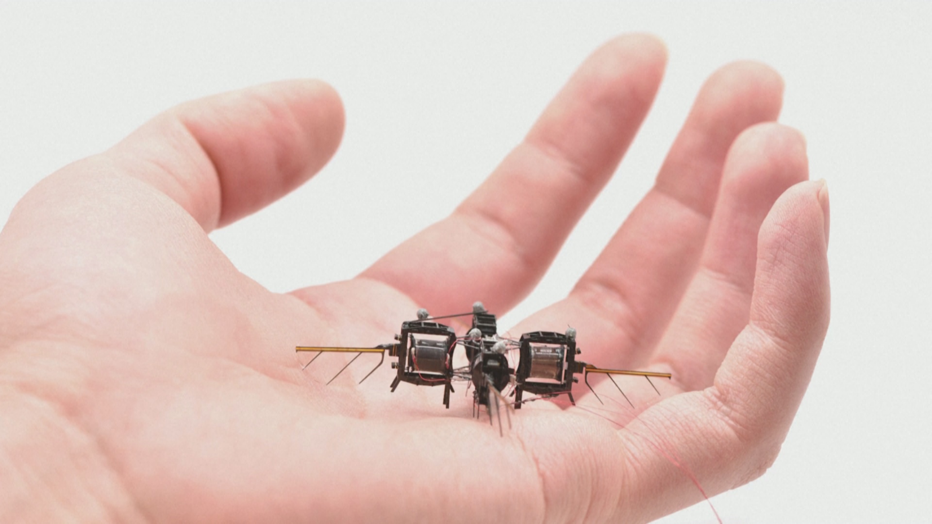 Роботы-насекомые помогут опылять растения на фермах