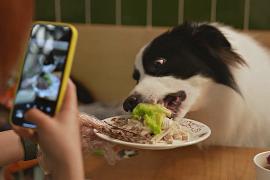 Как шанхайские собаки празднуют Лунный Новый год