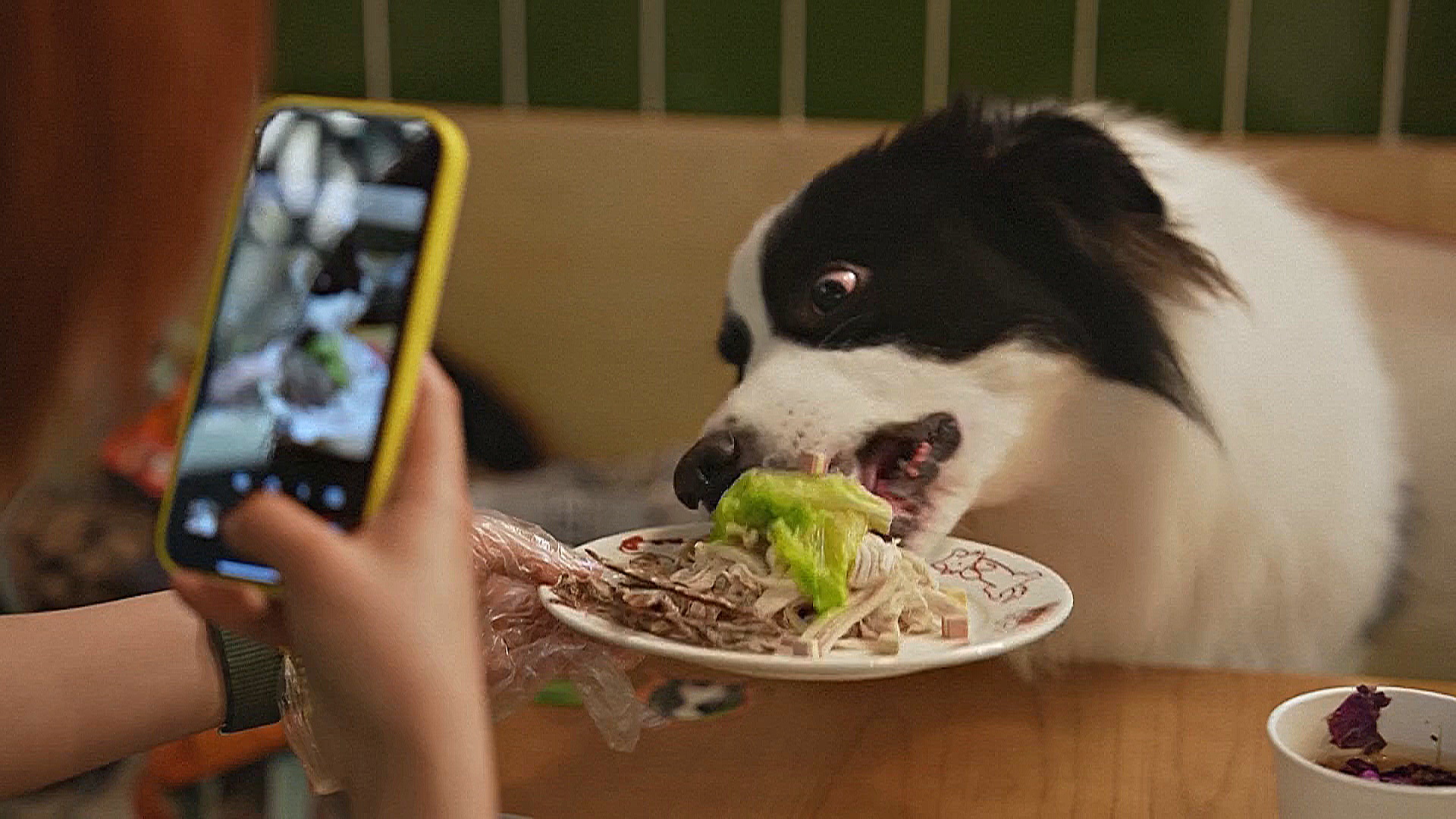 Как шанхайские собаки празднуют Лунный Новый год