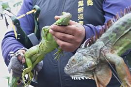 Тайвань пытается справиться с нашествием игуан