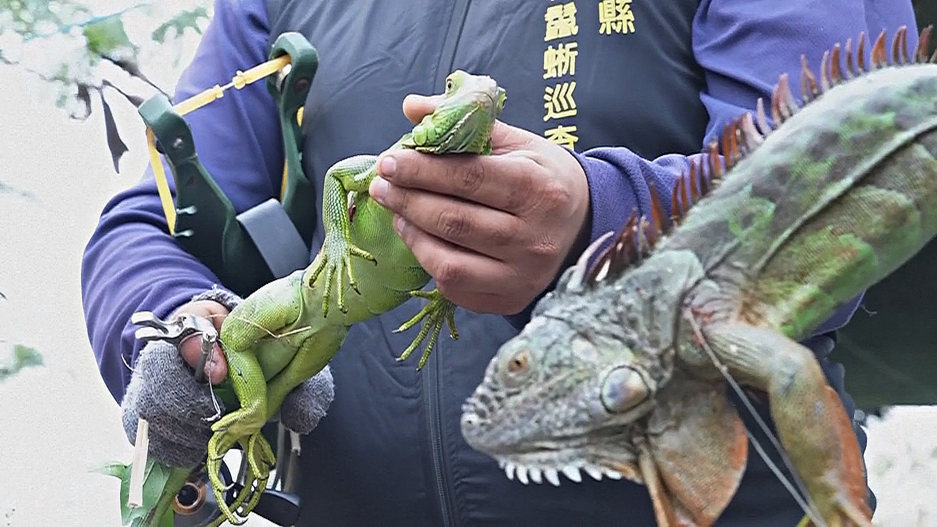 Тайвань пытается справиться с нашествием игуан Тайвань пытается справиться с нашествием игуан
