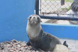 В Аргентине спасли морского льва, запутавшегося в рыболовной леске