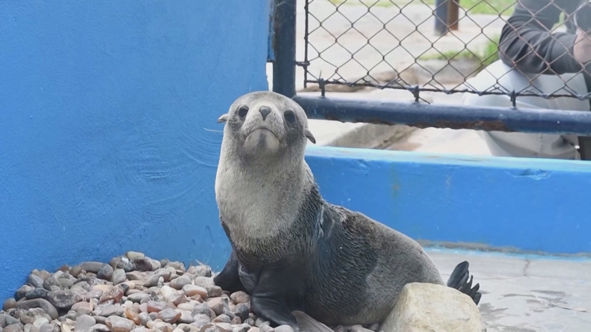 В Аргентине спасли морского льва, запутавшегося в рыболовной леске В Аргентине спасли морского льва, запутавшегося в рыболовной леске