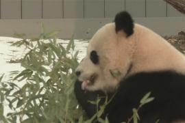 Панды Бао Ли и Цин Бао дебютируют в Национальном зоопарке в Вашингтоне