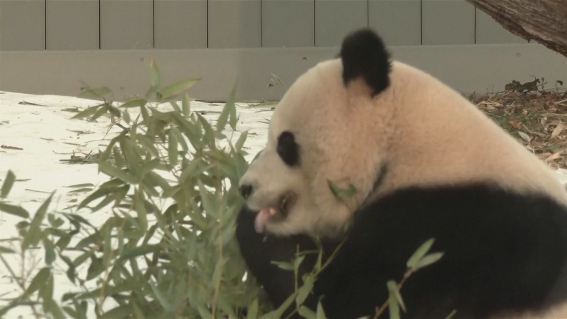 Панды Бао Ли и Цин Бао дебютируют в Национальном зоопарке в Вашингтоне