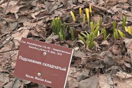 В Ботаническом саду МГУ распустилось три вида подснежников