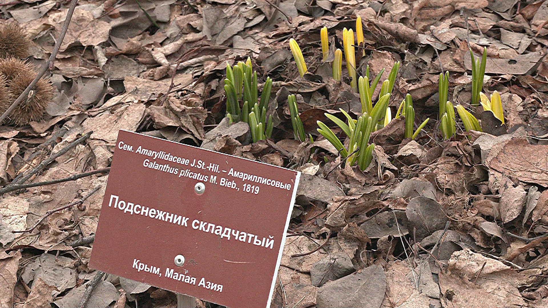 В Ботаническом саду МГУ распустилось три вида подснежников В Ботаническом саду МГУ распустилось три вида подснежников