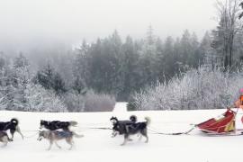 Гонки на собачьих упряжках проходят высоко в горах в Чехии