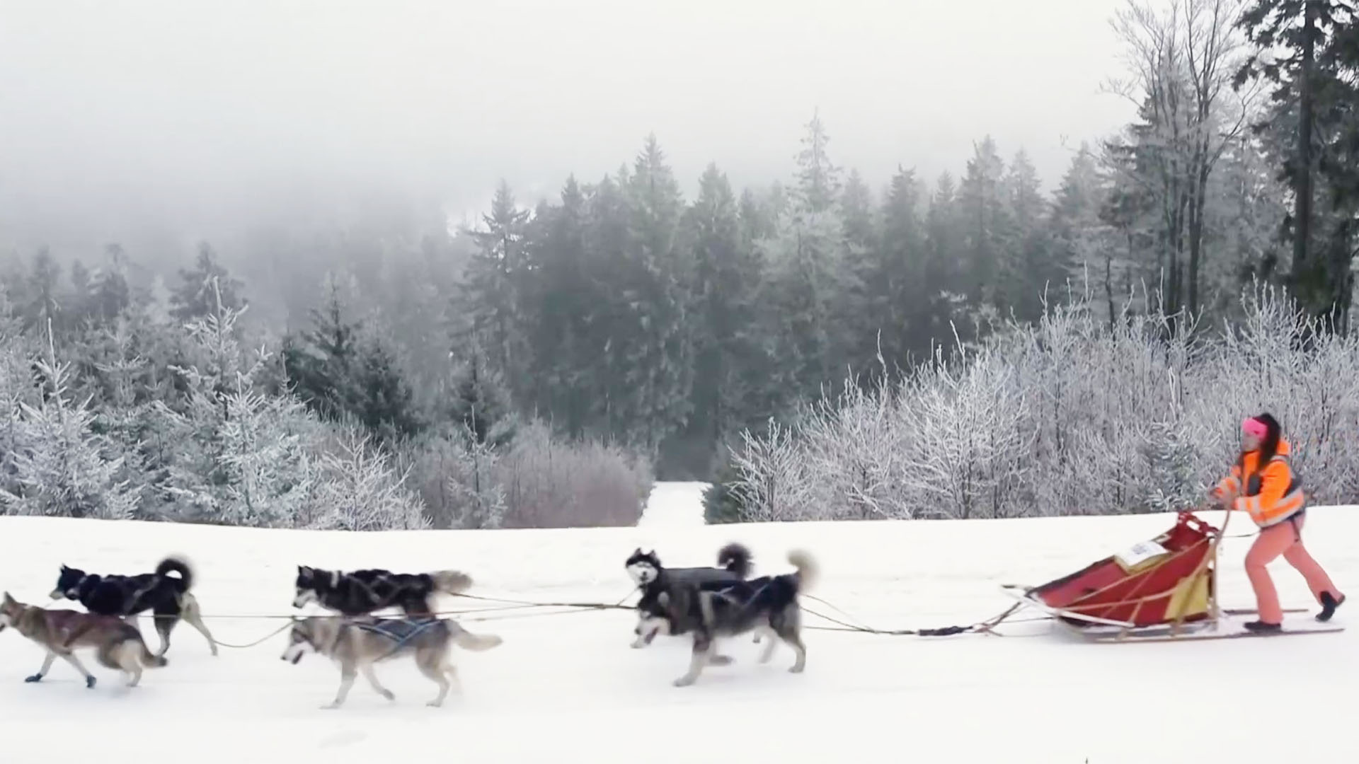 Гонки на собачьих упряжках проходят высоко в горах в Чехии