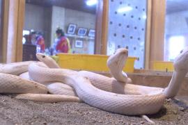 Белые змеи на Тайване предвещают удачу и мир в китайский Новый год