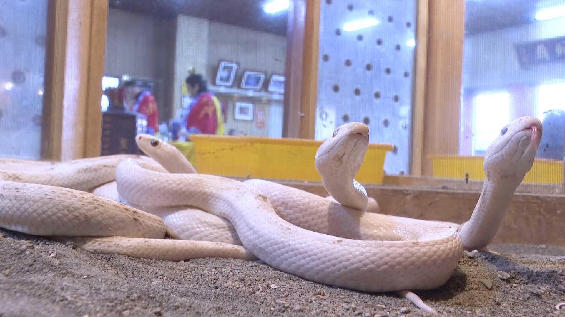 Белые змеи на Тайване предвещают удачу и мир в китайский Новый год