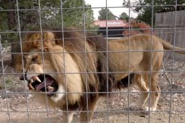 Диким животным, с которыми жестоко обращались, дают второй шанс в Испании