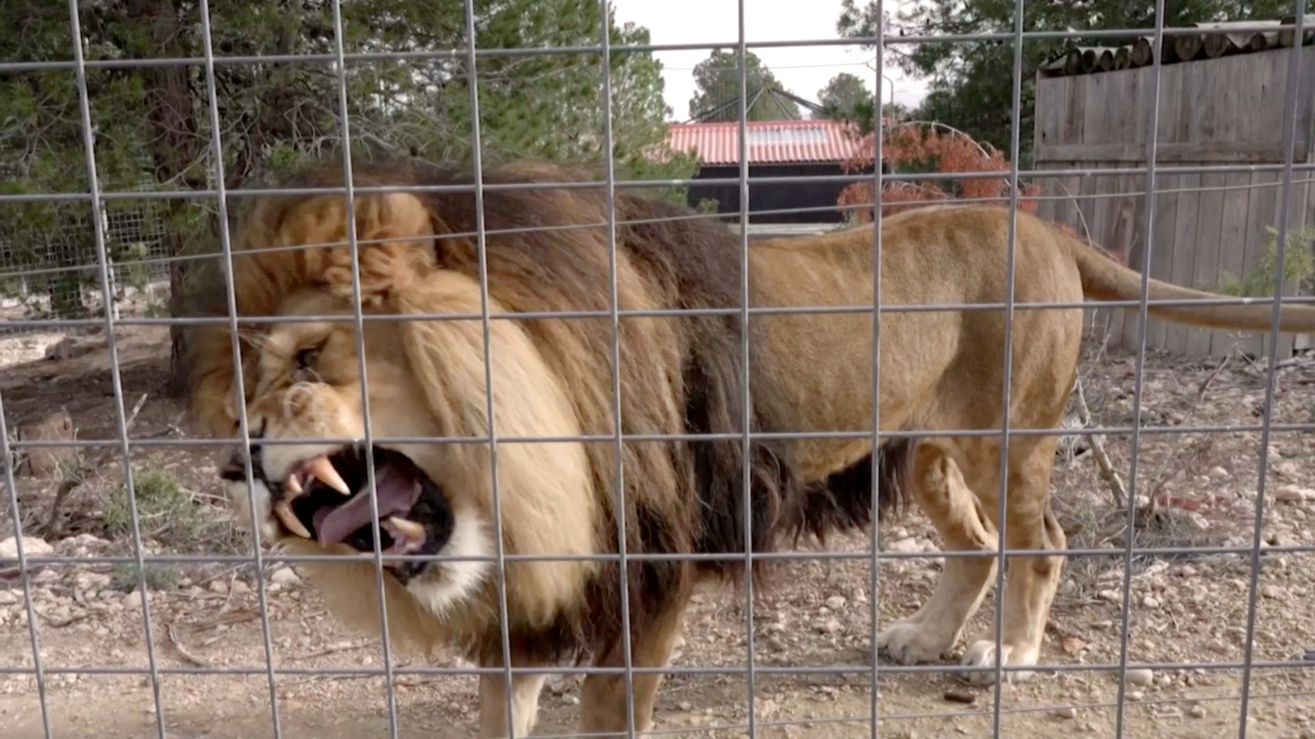 Диким животным, с которыми жестоко обращались, дают второй шанс в Испании