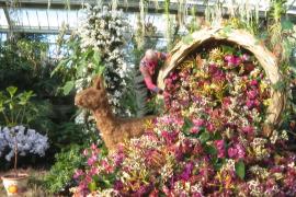 Фестиваль орхидей в лондонских Садах Кью посвятили природе Перу