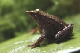 В Лондонском зоопарке вывели уникальных лягушек из Чили