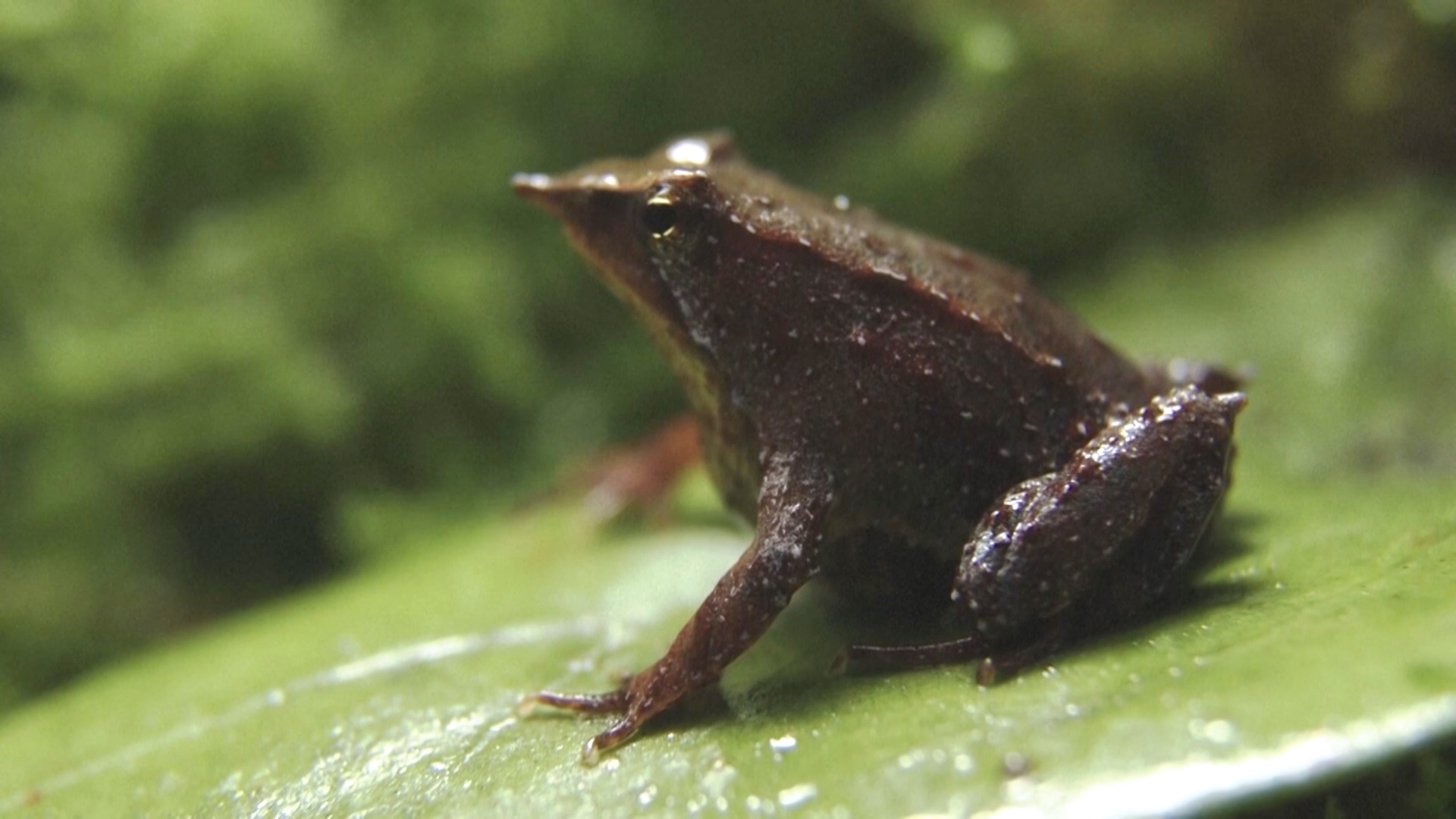 В Лондонском зоопарке вывели уникальных лягушек из Чили В Лондонском зоопарке вывели уникальных лягушек из Чили