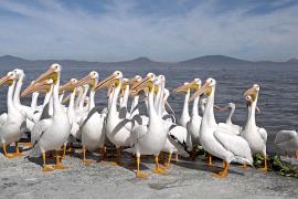 Тысячи пеликанов зимуют на мексиканском озере Чапала