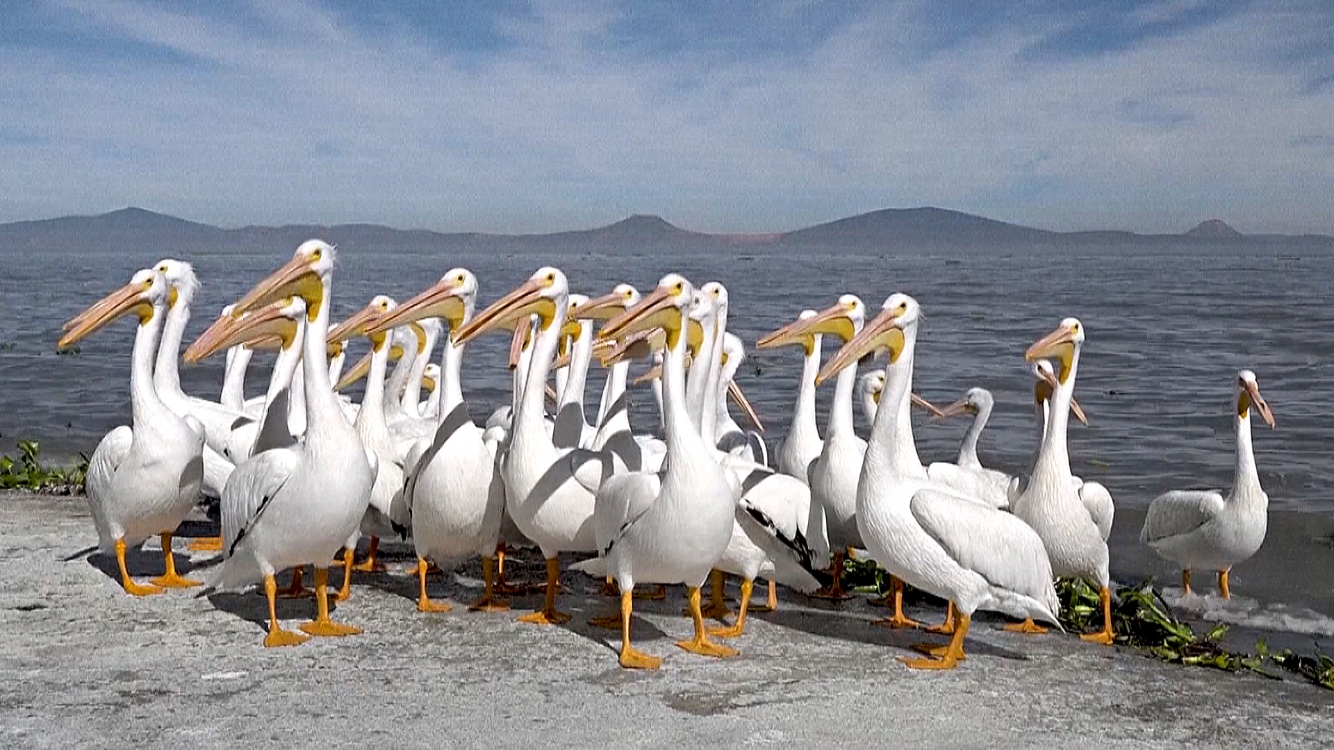 Тысячи пеликанов зимуют на мексиканском озере Чапала