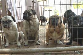 Центр спасения мопсов работает в ЮАР