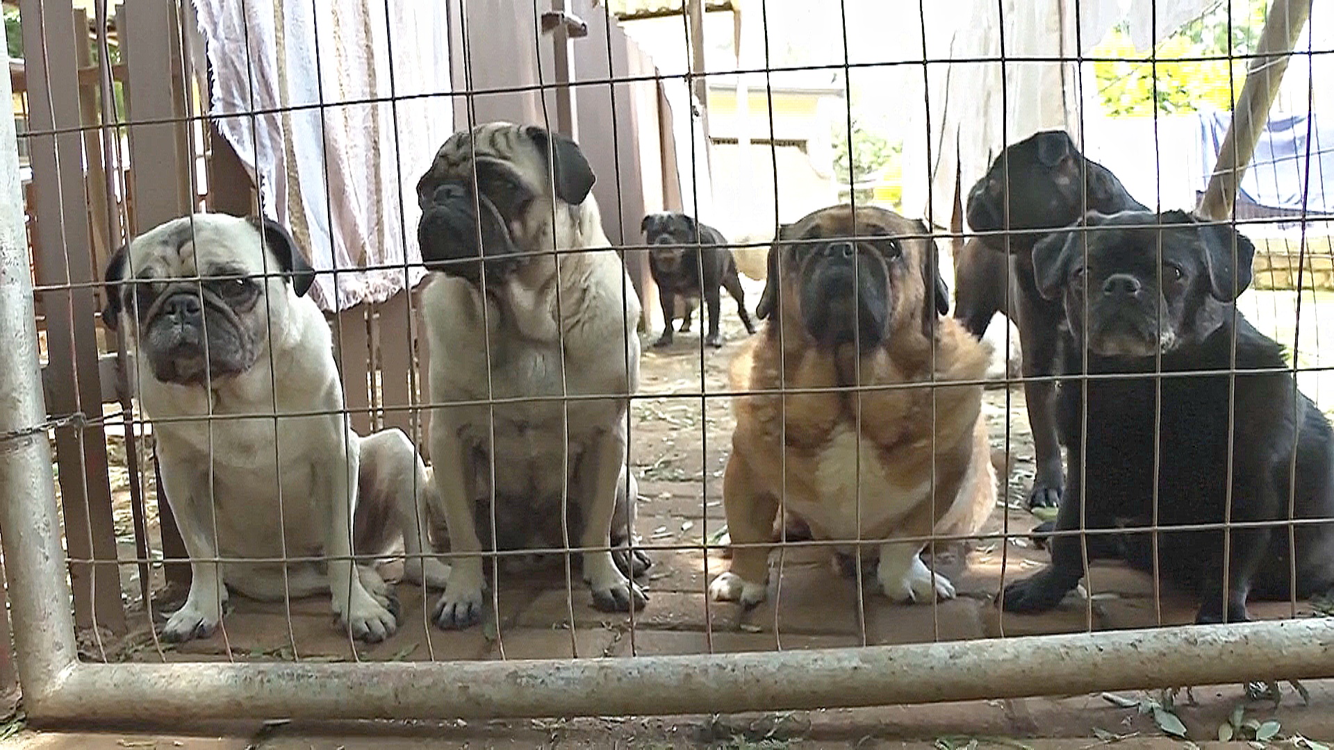 Центр спасения мопсов работает в ЮАР