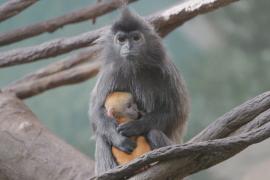 Бронксский зоопарк в Нью-Йорке показал детёныша серебристого лангура