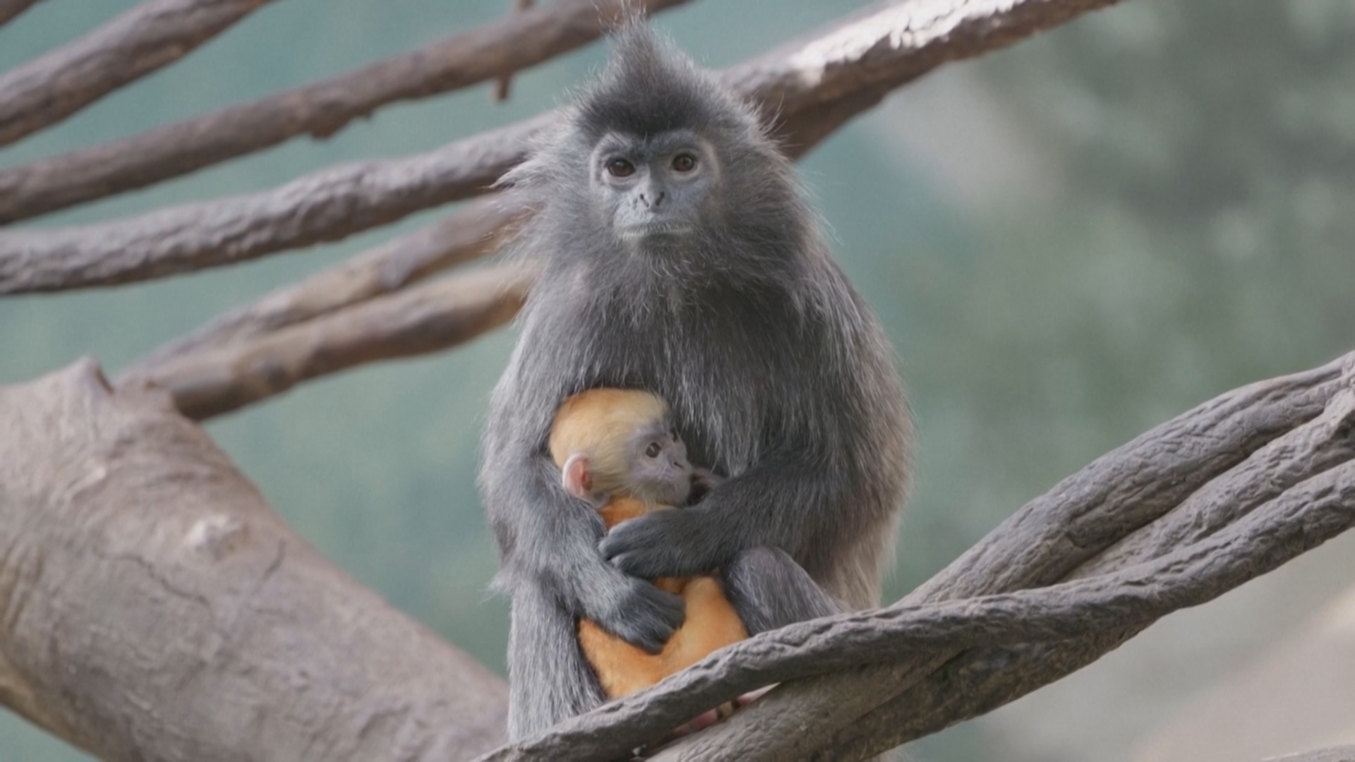 Бронксский зоопарк в Нью-Йорке показал детёныша серебристого лангура Бронксский зоопарк в Нью-Йорке показал детёныша серебристого лангура