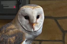 Израильские и арабские учёные вместе спасают исчезающих сипух