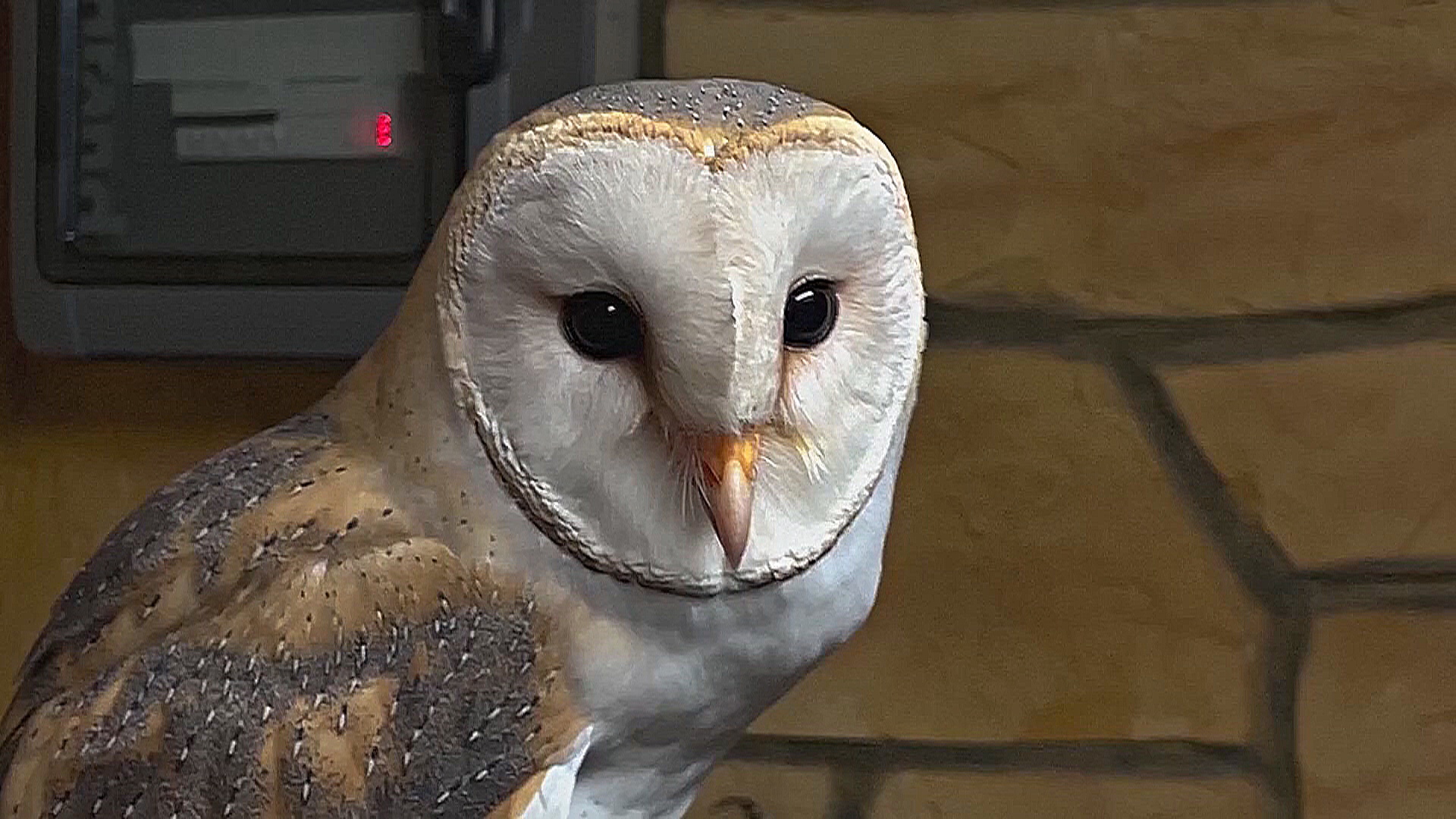 Израильские и арабские учёные вместе спасают исчезающих сипух