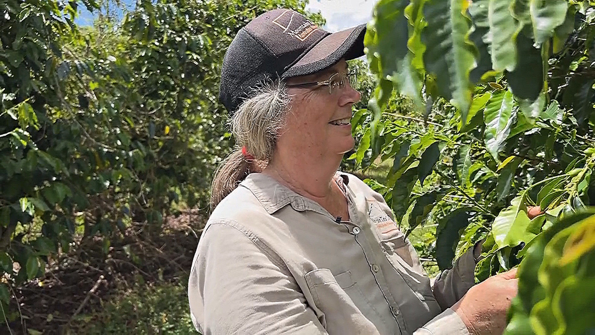 Австралия развивает собственное выращивание кофе