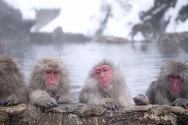 Японские макаки в горячих источниках привлекают толпы туристов в парк Дзигокудани
