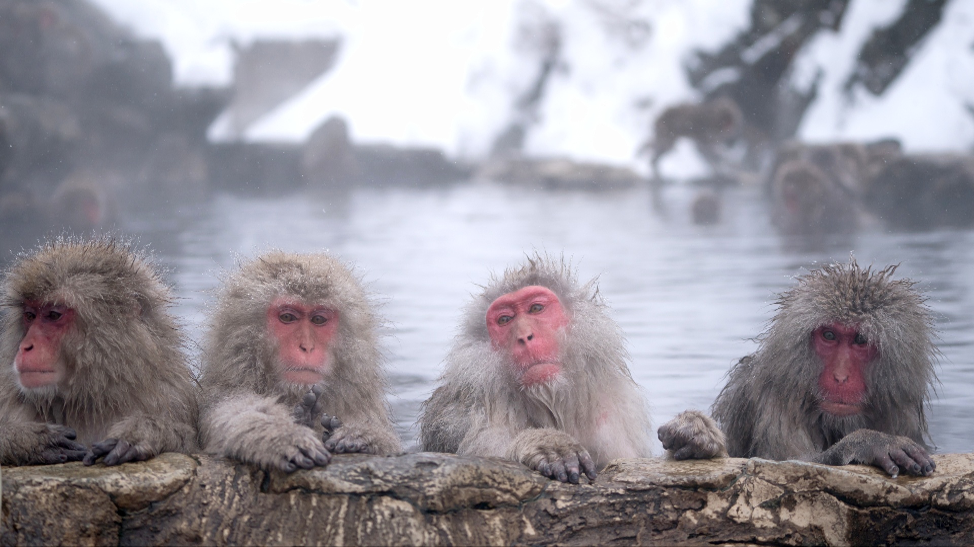 Японские макаки в горячих источниках привлекают толпы туристов в парк Дзигокудани Японские макаки в горячих источниках привлекают толпы туристов в парк Дзигокудани