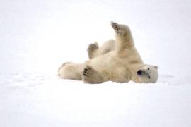 Как уникальная шерсть помогает белым медведям выживать в холоде