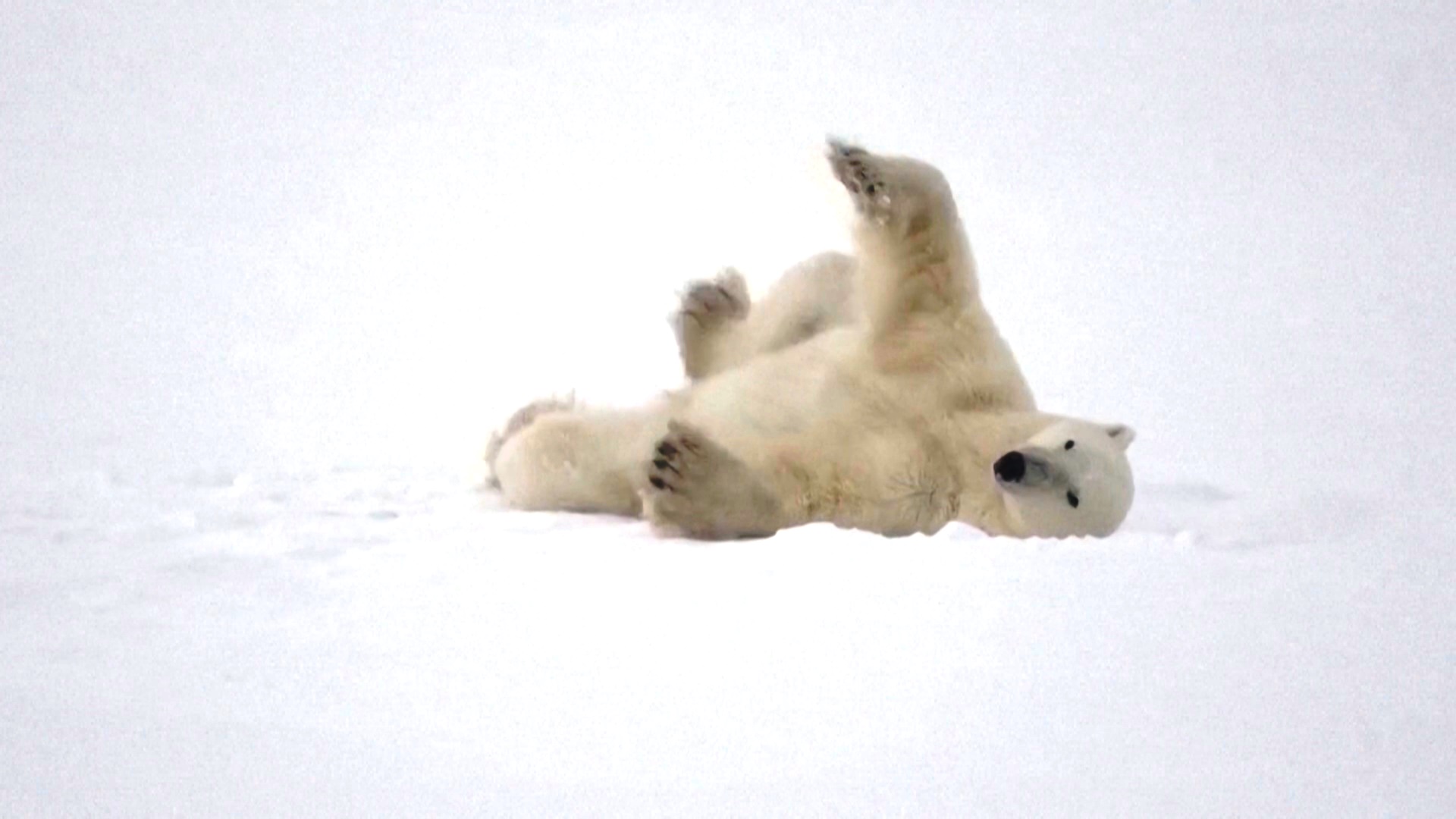 Как уникальная шерсть помогает белым медведям выживать в холоде