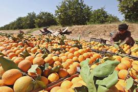 Помогут ли апельсиновые сады восстановить экономику Йемена