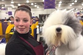 Престижное Вестминстерское дог-шоу проходит в Нью-Йорке
