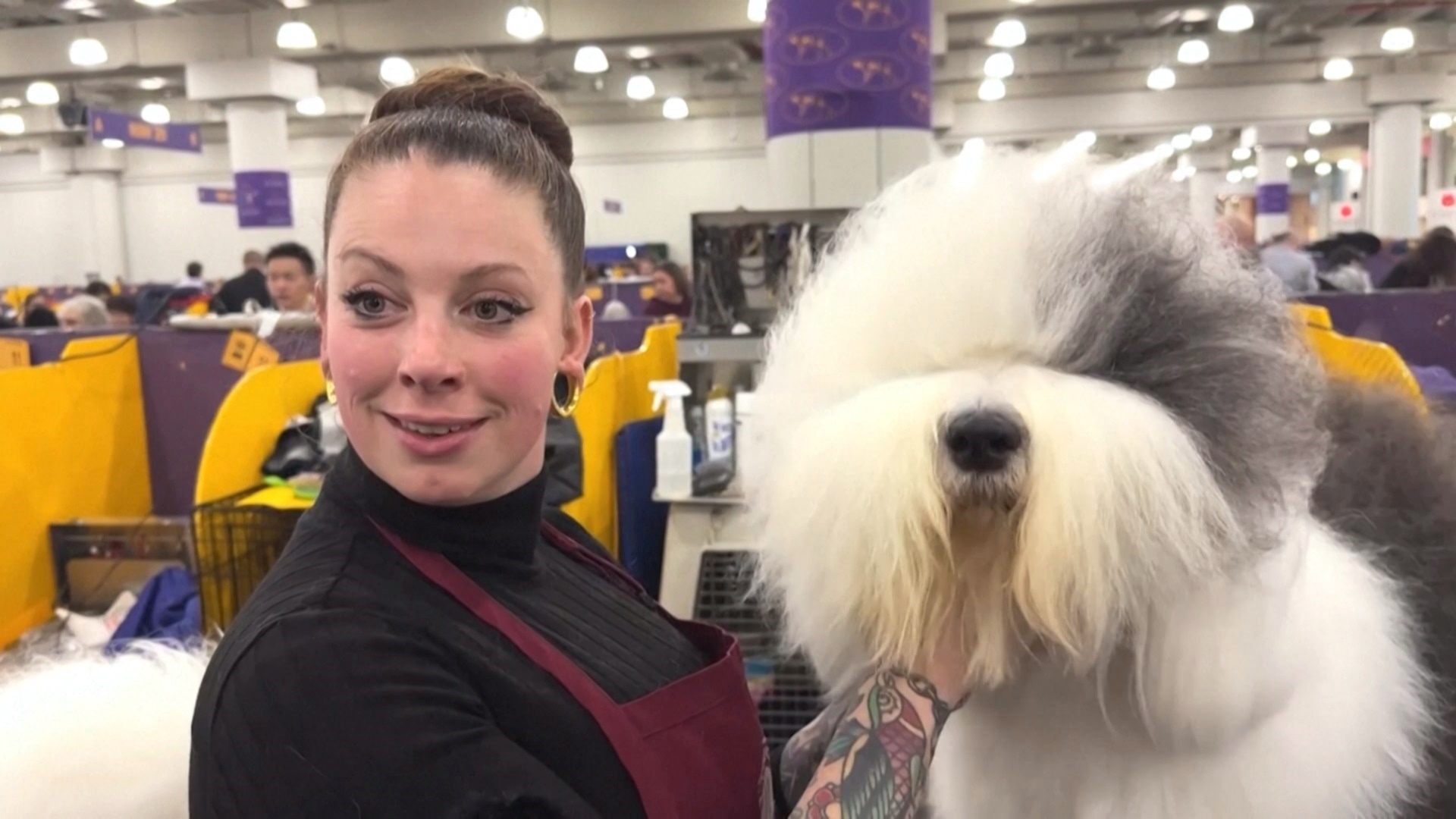 Престижное Вестминстерское дог-шоу проходит в Нью-Йорке Престижное Вестминстерское дог-шоу проходит в Нью-Йорке