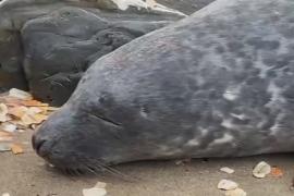 Спасённого полуслепого тюленёнка выпустили на волю на британском острове Мэн