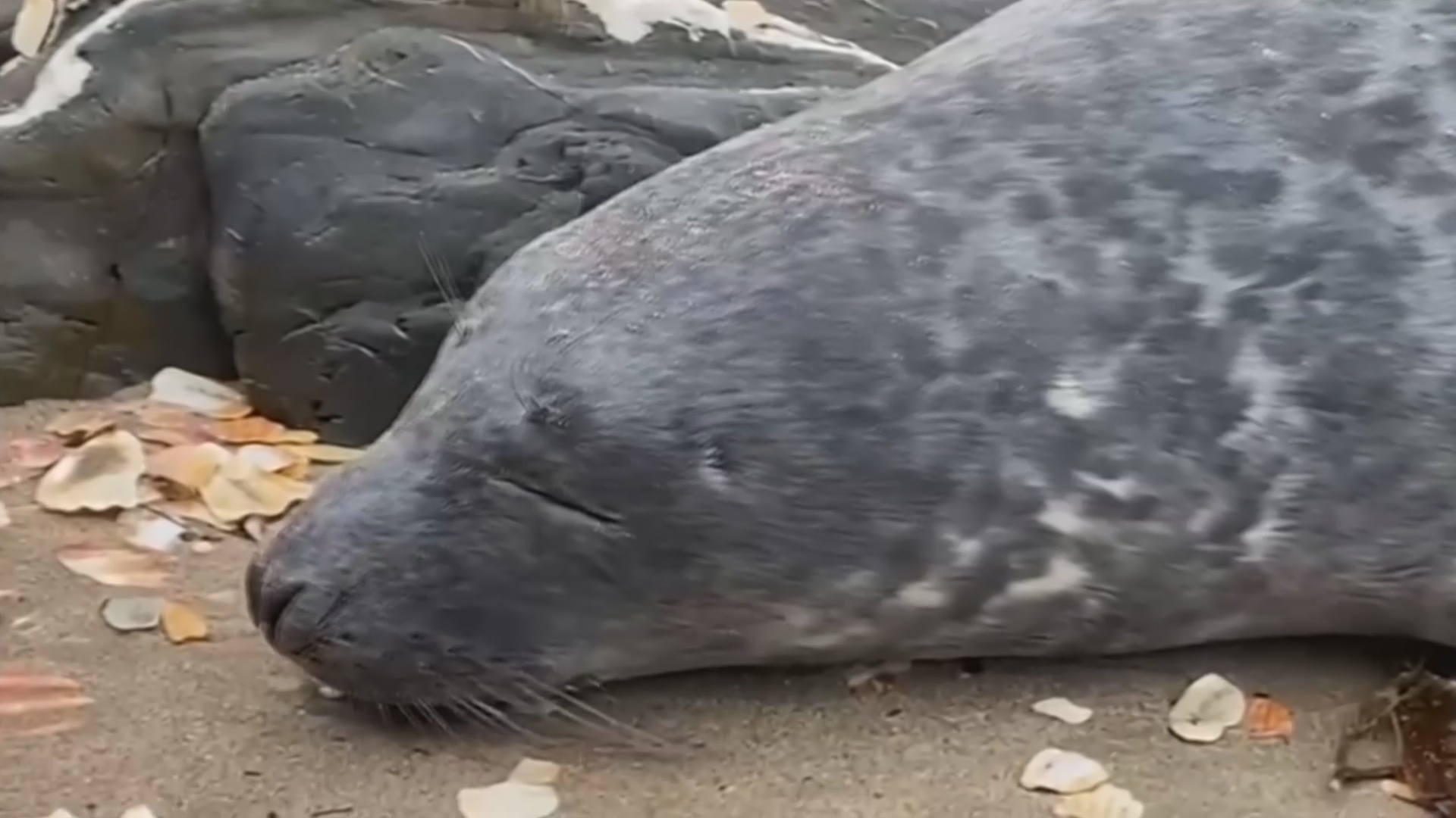 Спасённого полуслепого тюленёнка выпустили на волю на британском острове Мэн