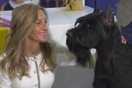 Фотоссесия и стейк: как чествуют победителя Вестминстерского дог-шоу в Нью-Йорке