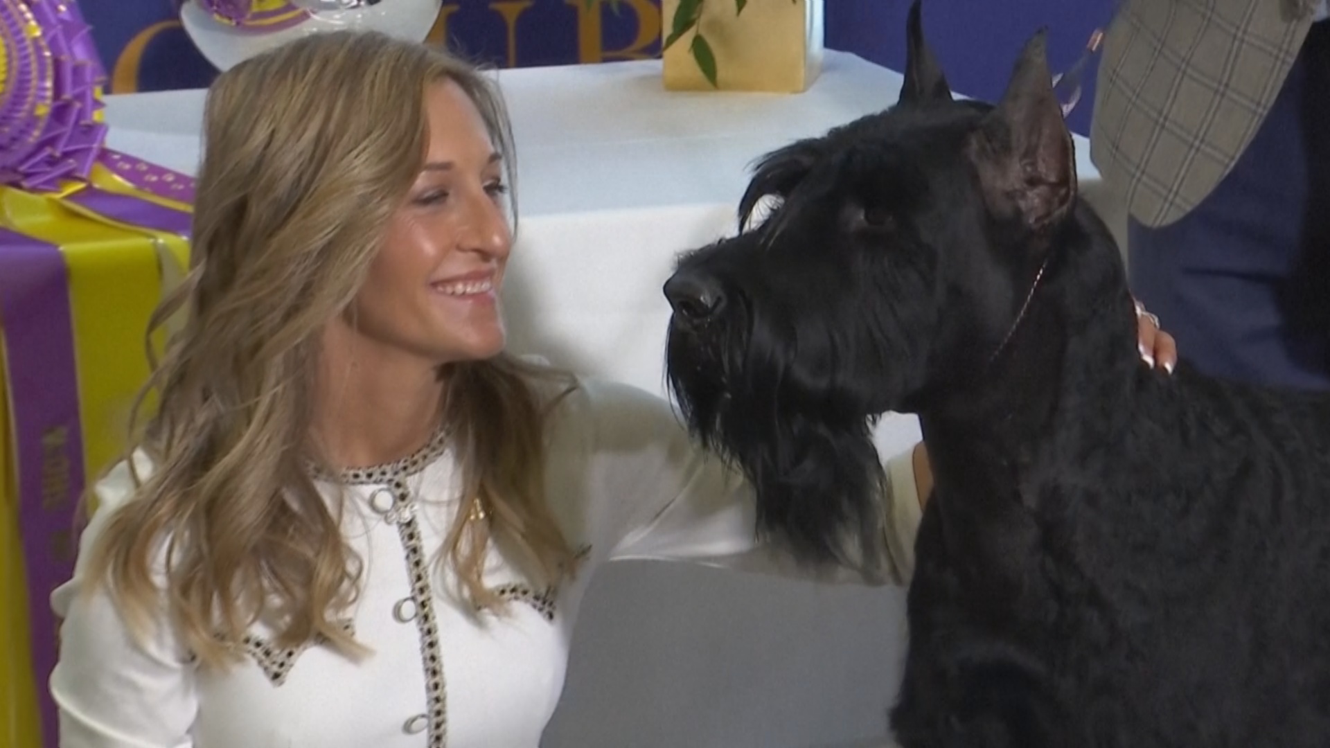 Фотоссесия и стейк: как чествуют победителя Вестминстерского дог-шоу в Нью-Йорке