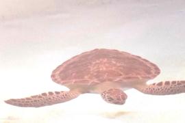 Учёные разгадали тайну «потерянных лет» морских черепах