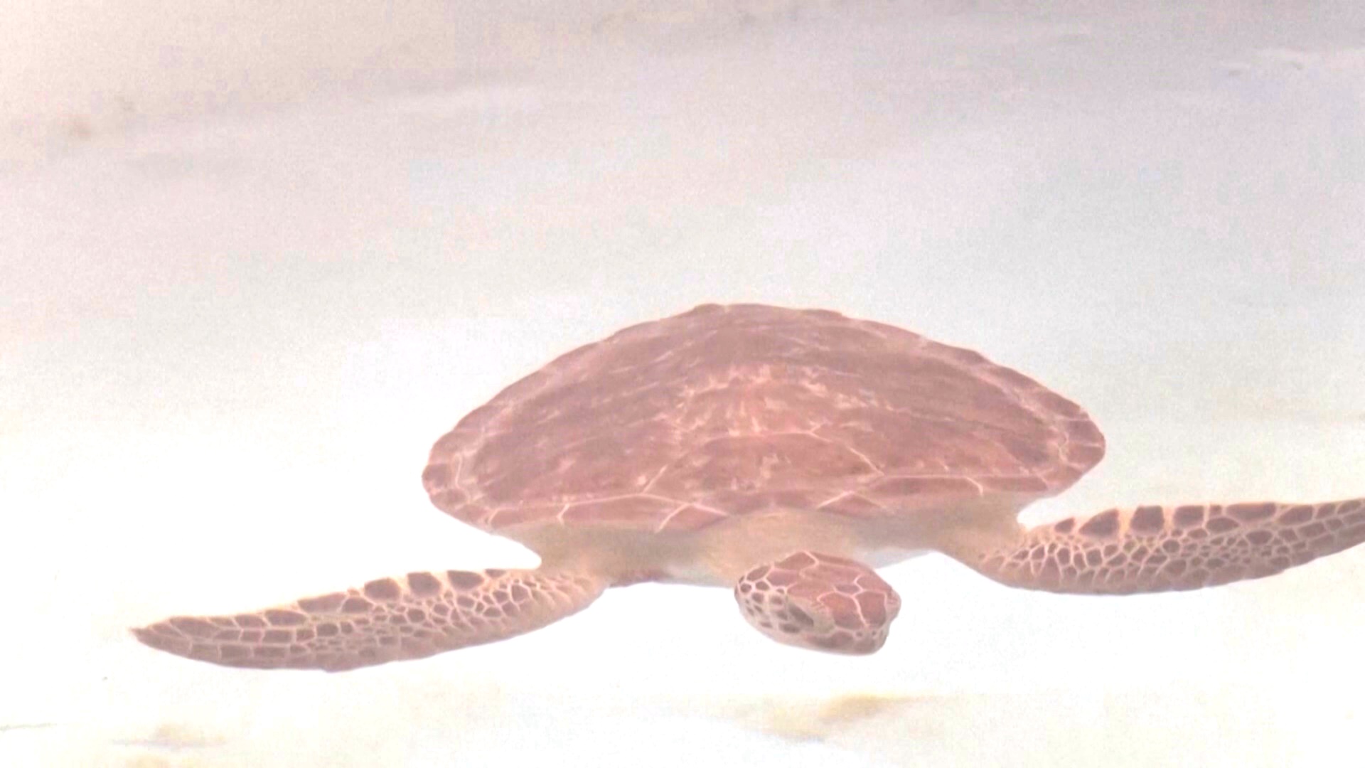 Учёные разгадали тайну «потерянных лет» морских черепах Учёные разгадали тайну «потерянных лет» морских черепах