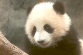Двойная милота: детёныши панды дебютируют в Гонконге