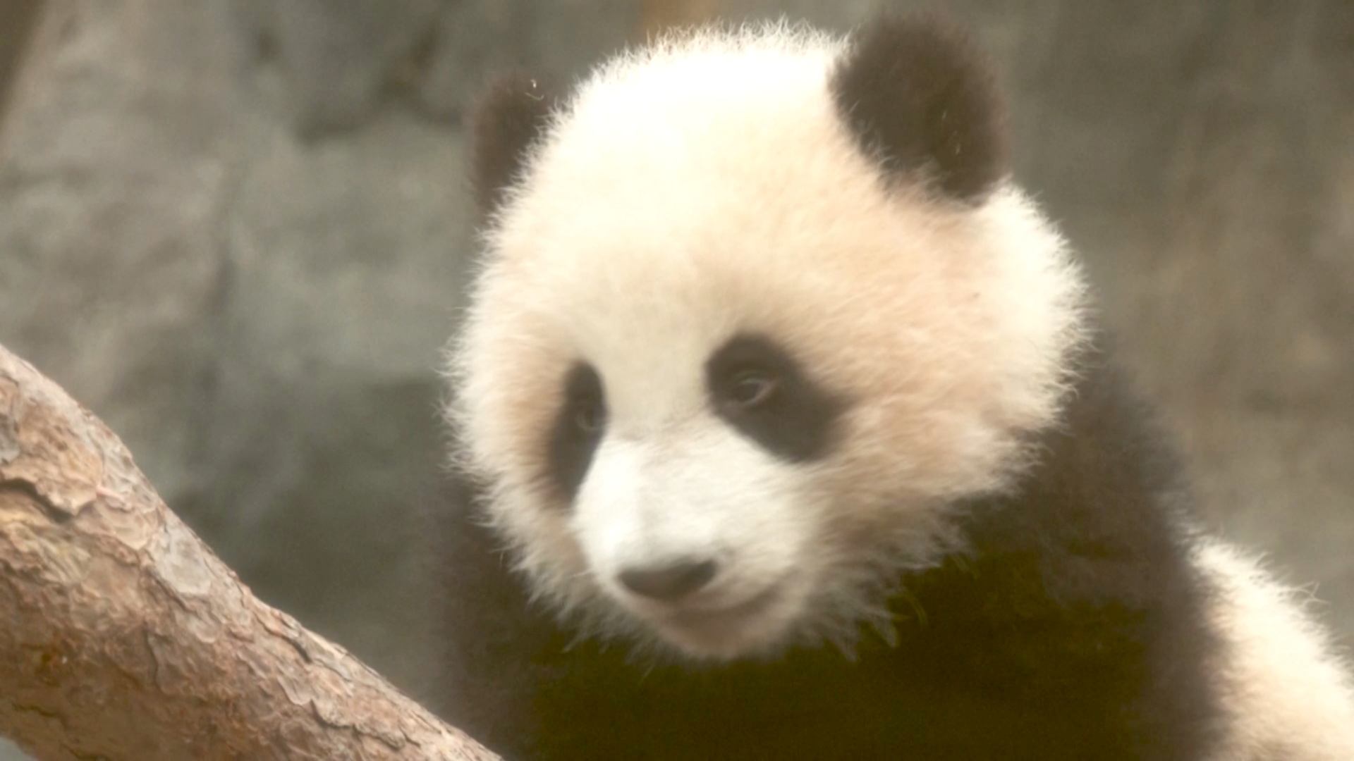 Двойная милота: детёныши панды дебютируют в Гонконге Двойная милота: детёныши панды дебютируют в Гонконге