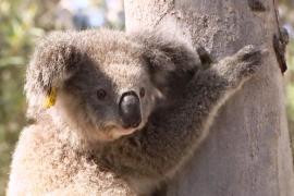 Учёные нашли место в Австралии, которое облюбовали коалы