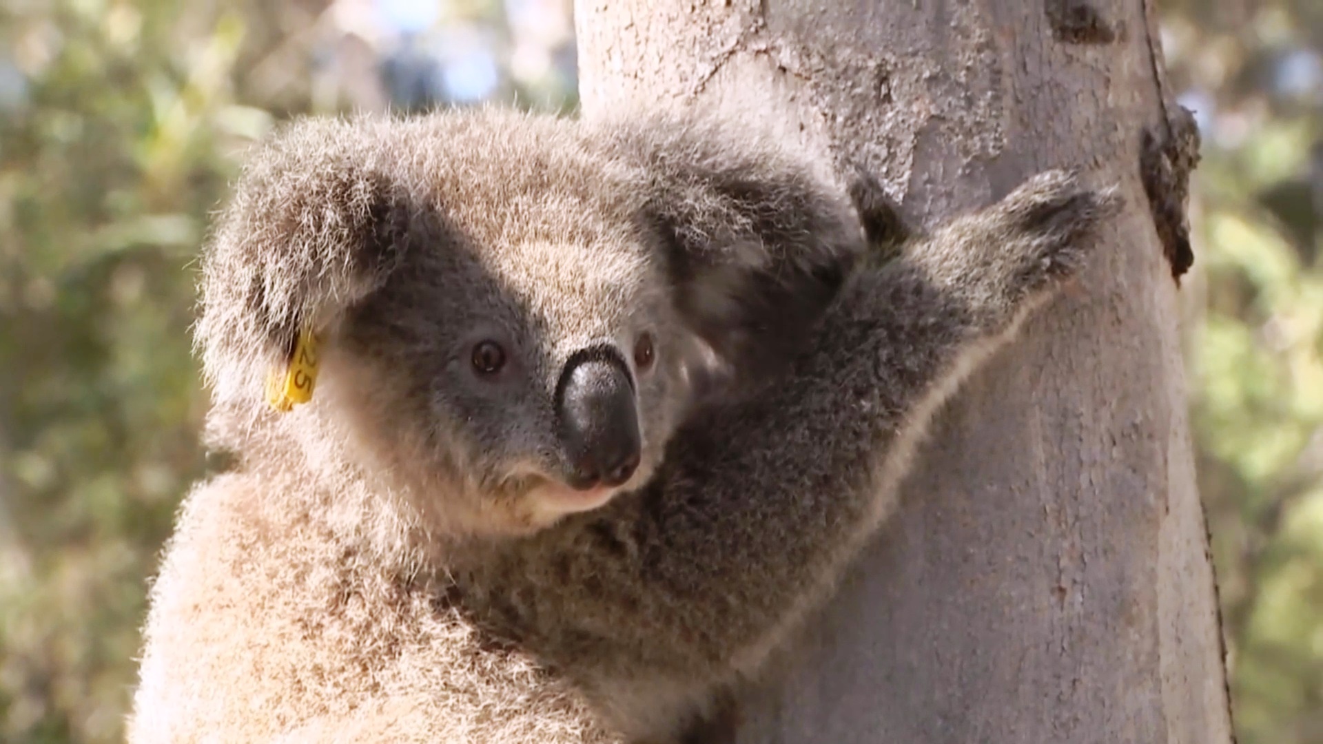 Учёные нашли место в Австралии, которое облюбовали коалы